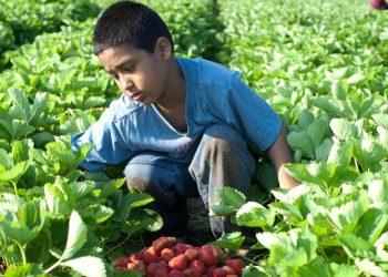 2021, el año para la erradicación del trabajo infantil en el mundo