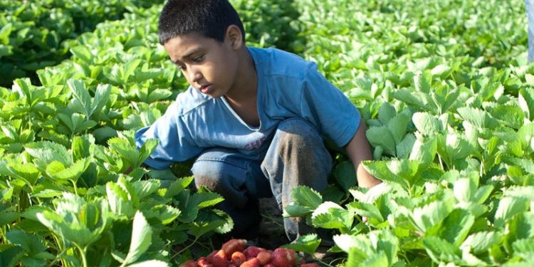 2021, el año para la erradicación del trabajo infantil en el mundo