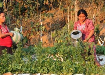 Implementan casi 5 mil huertos familiares en 2020