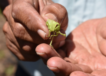 MAGA rocía insecticida en mil hectáreas para combatir plaga de langostas