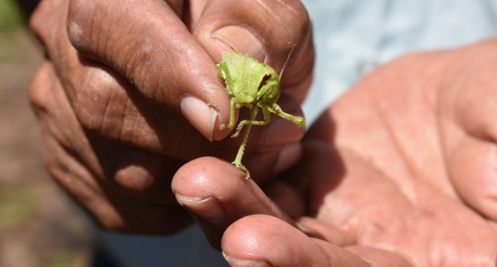 MAGA rocía insecticida en mil hectáreas para combatir plaga de langostas