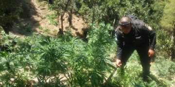Autoridades informar de millonaria destrucción de marihuana./Foto: PNC.