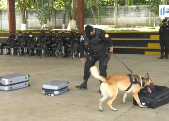 Agentes K-9 son entrenados constantemente para detectar drogas