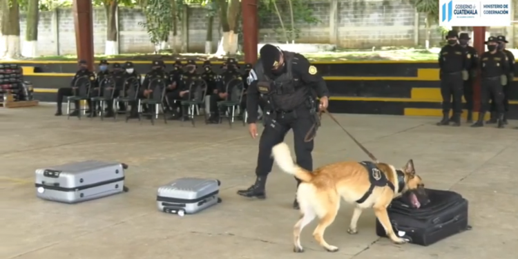 Agentes K-9 son entrenados constantemente para detectar drogas