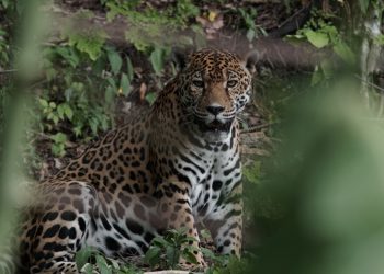 Guatemala celebra el 31 aniversario de la Reserva de la Biósfera Maya