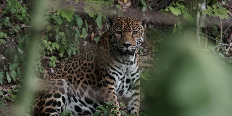 Guatemala celebra el 31 aniversario de la Reserva de la Biósfera Maya