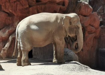 Trompita la elefanta