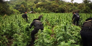 PNC erradica plantaciones de marihuana