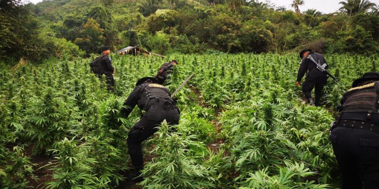 PNC erradica plantaciones de marihuana