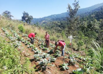 MAGA informa sobre los cultivos susceptibles de daños por erupción del volcán de Fuego