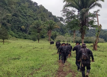 Policía Nacional Civil erradica plantaciones de hoja de coca