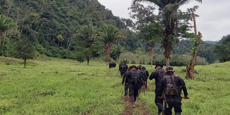 Policía Nacional Civil erradica plantaciones de hoja de coca