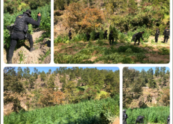 Policía Nacional Civil erradica 27 mil 96 matas de marihuana en Huehuetenango