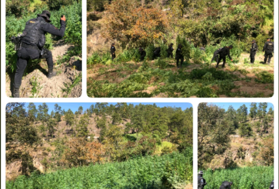 Policía Nacional Civil erradica 27 mil 96 matas de marihuana en Huehuetenango