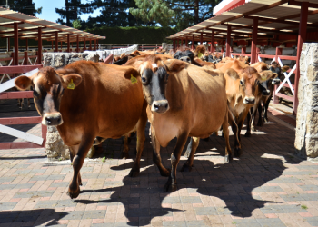 Gobierno impulsará producción y calidad ganadera en Petén