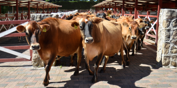 Gobierno impulsará producción y calidad ganadera en Petén