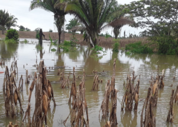 Usarán plataforma Bono Familia para aporte a los que perdieron cultivos por Eta y Iota