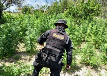 PNC erradicación marihuana