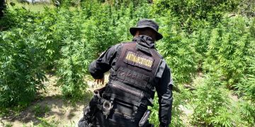 PNC erradicación marihuana