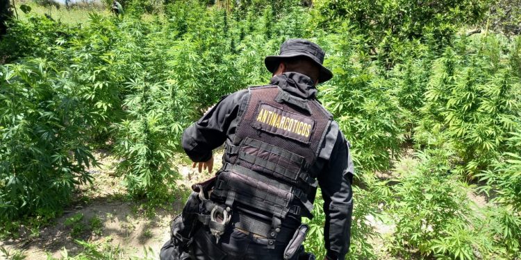 PNC erradicación marihuana