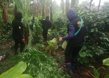 Agentes de la PNC realizan erradicación de las matas de marihuana./Foto: PNC.