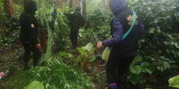 Agentes de la PNC realizan erradicación de las matas de marihuana./Foto: PNC.