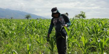 El maíz es uno de los cultivos en riesgo por la saturación de suelos./Foto: Archivo.