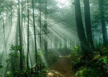 Conozca Emprende Bosques 2021, la iniciativa que promueve ideas de negocios sostenibles