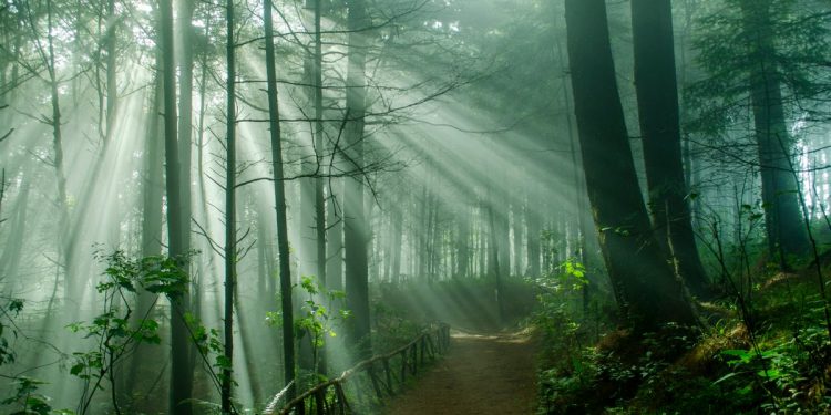 Conozca Emprende Bosques 2021, la iniciativa que promueve ideas de negocios sostenibles