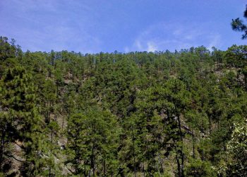 Conmemoran el Día Internacional de los Bosques