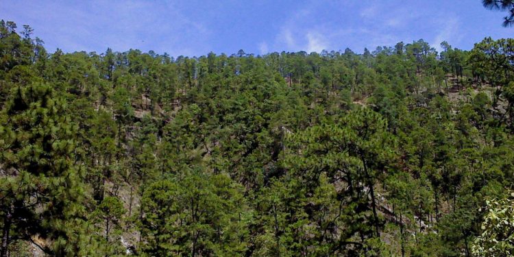 Conmemoran el Día Internacional de los Bosques