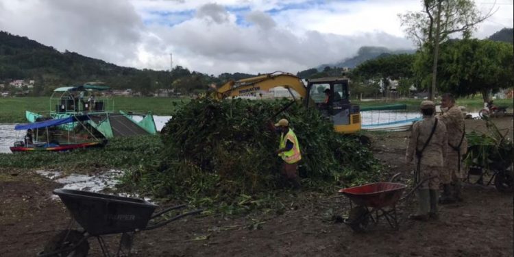 Extraen más de mil 700 toneladas de ninfa de la laguna Chichoj