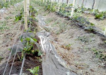 Cuidado de cultivos tras caída de ceniza