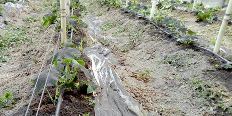 Cuidado de cultivos tras caída de ceniza