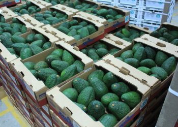 Guatemala le apuesta a la exportación de aguacate