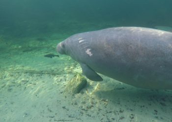 El hambre está matando masivamente al icónico manatí de Florida