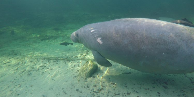 El hambre está matando masivamente al icónico manatí de Florida