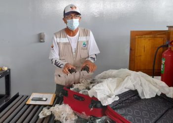 Hallan 185 bebés de tortugas gigantes en equipaje en aeropuerto de Galápagos