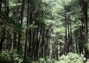 Unen esfuerzos para proteger bosque comunal de Totonicapán