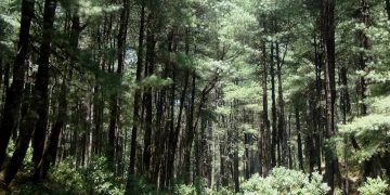 Unen esfuerzos para proteger bosque comunal de Totonicapán