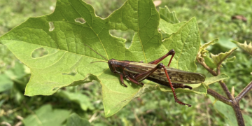 Región busca erradicación de langosta voladora./Foto: Archivo.