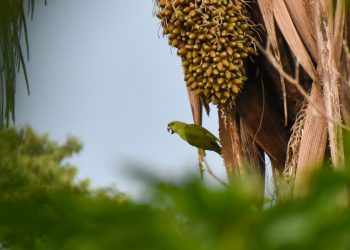 Se conmemora el Día Mundial de la Vida Silvestre