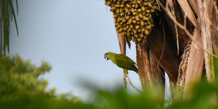 Se conmemora el Día Mundial de la Vida Silvestre