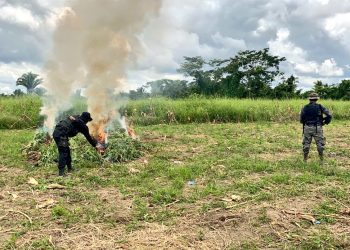 Erradican hojas de coca en Izabal/foto: Archivo PNC.