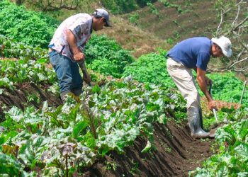 Promueven la agricultura en el corredor seco.