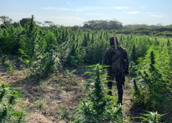 Ejército y PNC erradican más de 28 mil matas de marihuana en Petén
