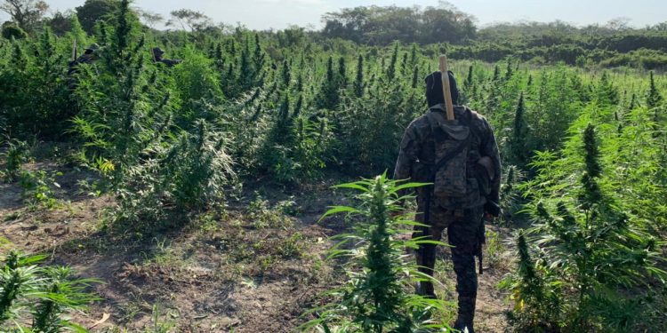 Ejército y PNC erradican más de 28 mil matas de marihuana en Petén