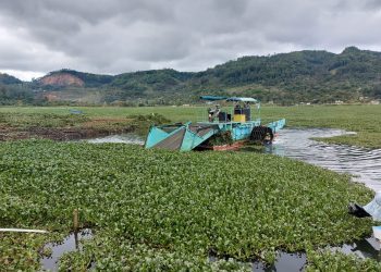 Extraen 360 toneladas de ninfa de la laguna Chichoj