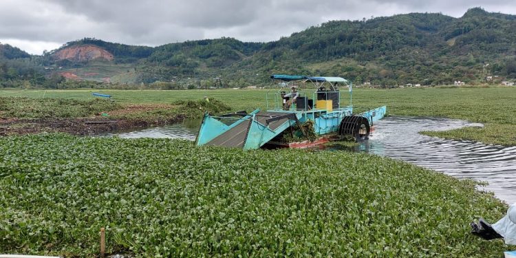 Extraen 360 toneladas de ninfa de la laguna Chichoj
