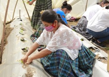 MAGA apoya a comunidad de Panzós en el cultivo de sus cosechas